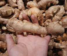 4個(gè)生發(fā)偏方讓頭發(fā)加倍濃密